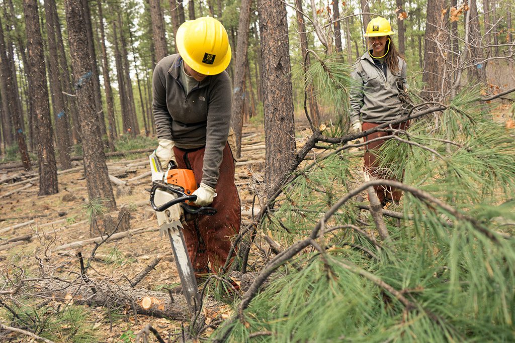 Support the new FBT Forest Corps