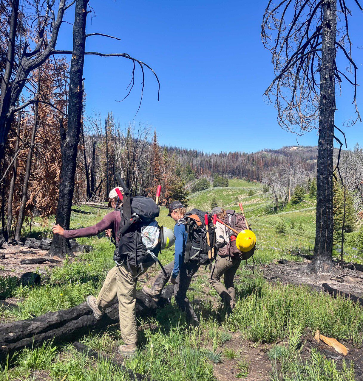 Support the FBT Forest Corps